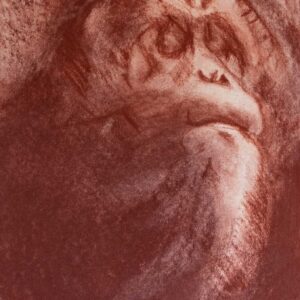 La vieja persona de la selva