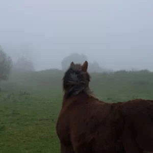 Memorias de mi infancia CII