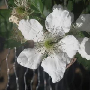 Memorias de mi infancia CIX