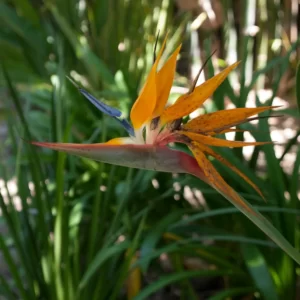 Memorias de mi infancia CXIV