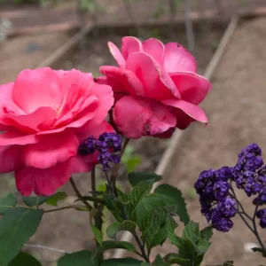 Memorias de mi infancia CXV