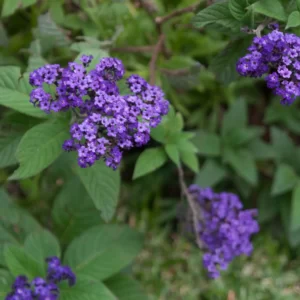 Memorias de mi infancia CXVI