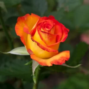 Memorias de mi infancia CXVII