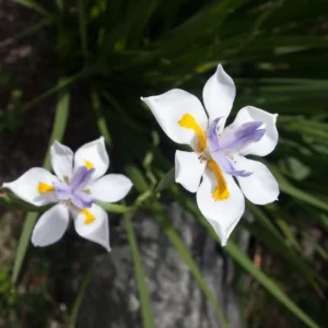 Memorias de mi infancia CXVIII