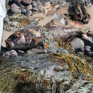 Three graces Detaile